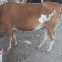 گاو جوان دو رگ