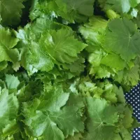 برگ مو کشمش تازه چیده شده