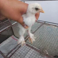 تخم مرغ و جوجه برهما . خروس نژادی