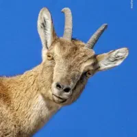 گوشت شتر برای اولین بار در همدان