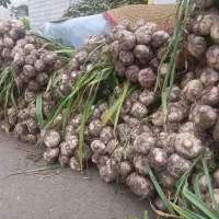 سیر طارم