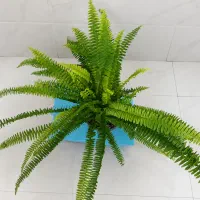 گل سرخس