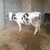 گاوشیری|حیوانات مزرعه|کرمانشاه, |دیوار