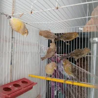 جوجه قناری نروماده