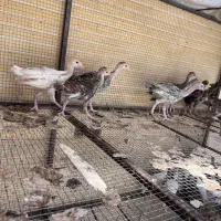 جوجه بوقلمون جوجه  شاخدار