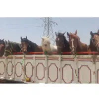 مجموعه بزرگ اسب پالونی خریدوفروش پانسیون  نگهداری