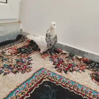 چند عدد رنگی