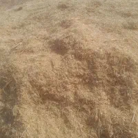 کاه گندم سفید کرمانشاه