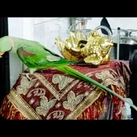 شاه طوطی نر فوق سخنگو ۲۰کلمه حرف میزنه
