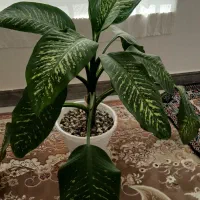فروش گل