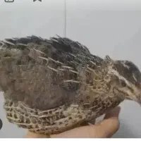 پرنده گمشده ک