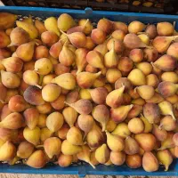 انجیرمحلی پلگ