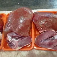 شتر مرغ|حیوانات مزرعه|شیراز, اصلاحنژاد|دیوار