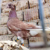 کفتز|پرنده|قم, شهرک امام حسین|دیوار