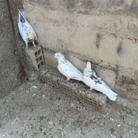 کبوتر گرفتنی
