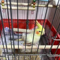 عروس هلندی
