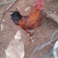خروس ر