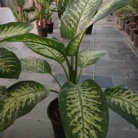 گل دیفن باخیا
