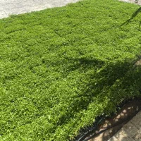 نشا گوجه فرنگی