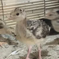 جوجه بوقلمون