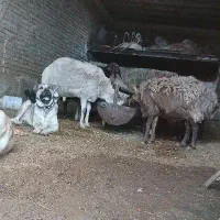 سگ نر و ماده گلگی