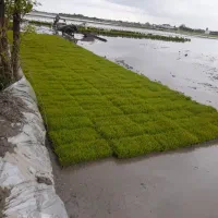فروش تیم درجه یک دستگاهی 211 سبد بابل