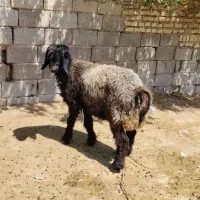 میش و بره
