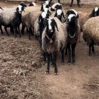 گوسفند نژاد شال