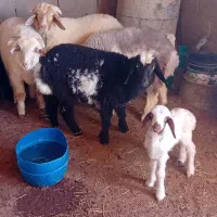 بره ماده