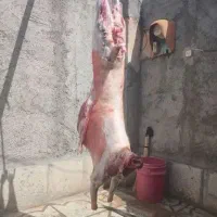 گوشت بره میش