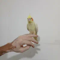 عروس  هلندی نر