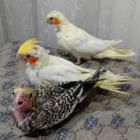 جوجه عروس هلندی با سرلاک و قفس