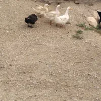 باسلام ۵عدد اردک