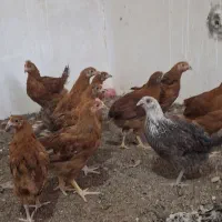 جوجه نیمچه دو ماهه گلپایگانی