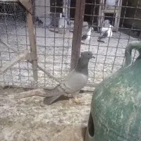 کبوترا