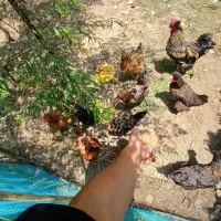 مرغ محلی تخمگذار