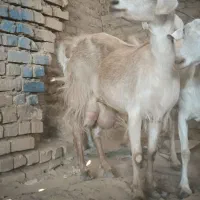 بز شیری با بزغاله سه ماهه نژاد دار و جوان