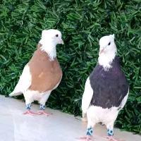 جوجه کبوتر طوقی