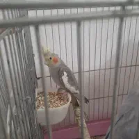 عروس هلندی ۳تا