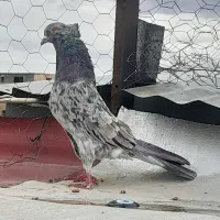 کبوتر و آمپول معجزه