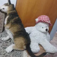 خرس وسگ