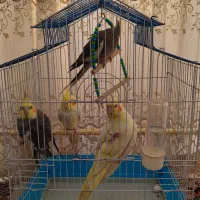 عروس هلندی نرو ماده مولد