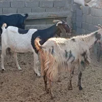 3عددبز اصیل