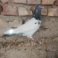کبوتر گرفتنی