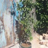 درخت نارنج