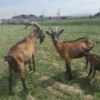 تعدادی گوسفند میش بز اپلاین بزغاله