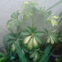 گل درختی و بقیه گل ها
