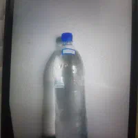 گلاب خانگی