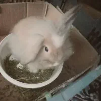 خرگوش