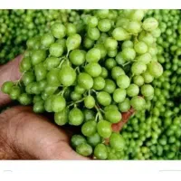 پاک کردن غوره کیلویی 100
